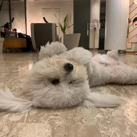 Logonovo מלון לידו דליי אסטנסי