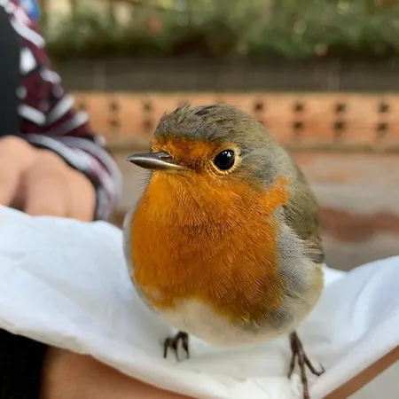 洛根诺沃酒店 3*