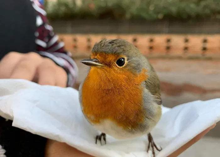 洛根诺沃酒店 3*